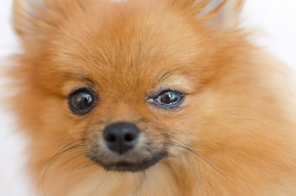 A,Dog,Has,An,Eye,Problem,,Conjunctivitis