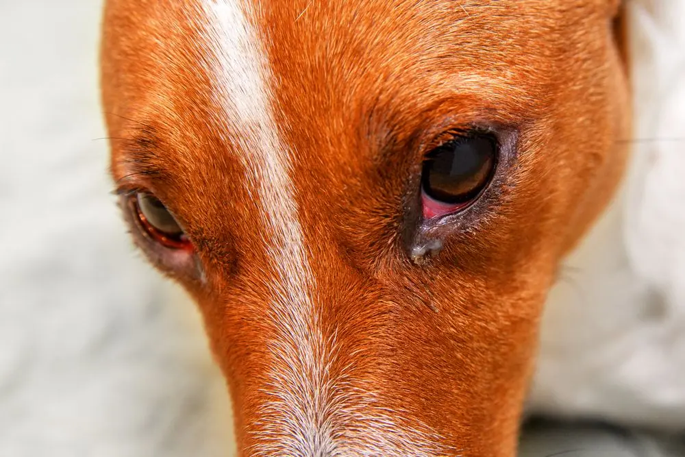 Close,Up,Of,Redness,And,Bump,In,The,Eye,Of