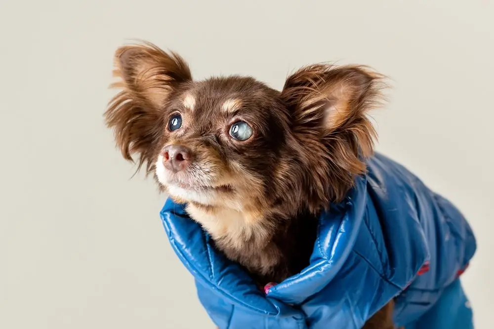 Small,Old,Purebred,Dog,Of,Toy,Terrier,Breed,Has,Problem