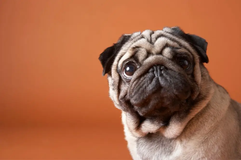 Pug: origen, características y cuidados
