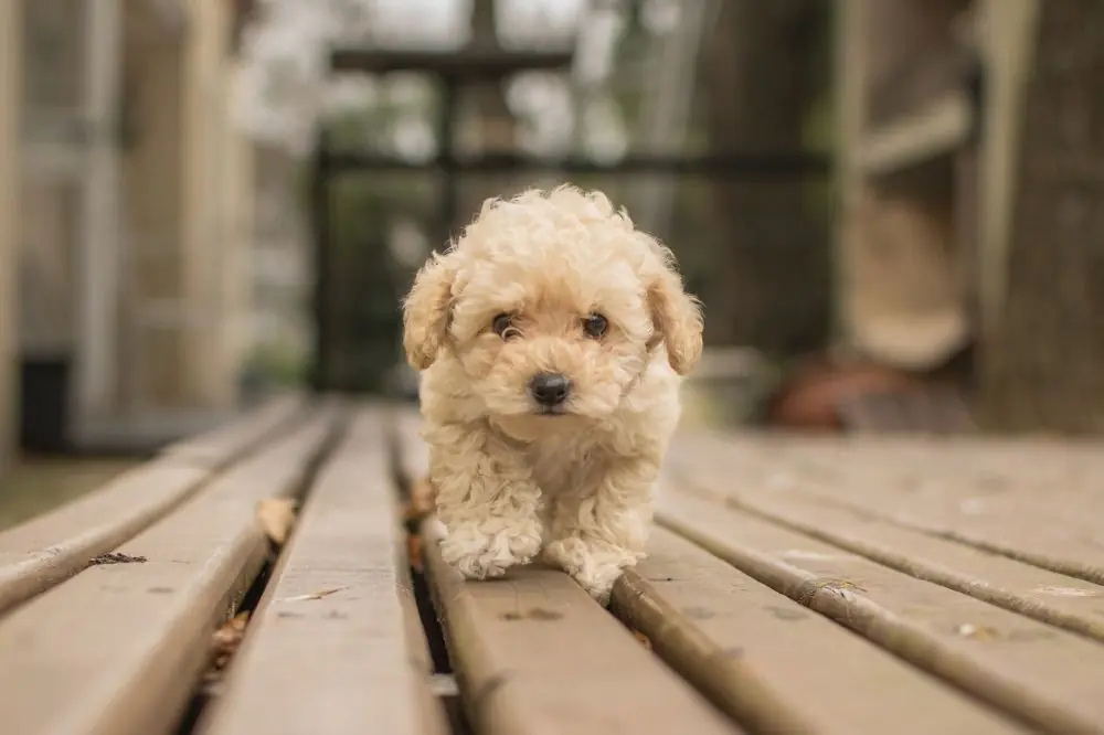 Quantità e frequenza dell'alimentazione per cani di piccola taglia