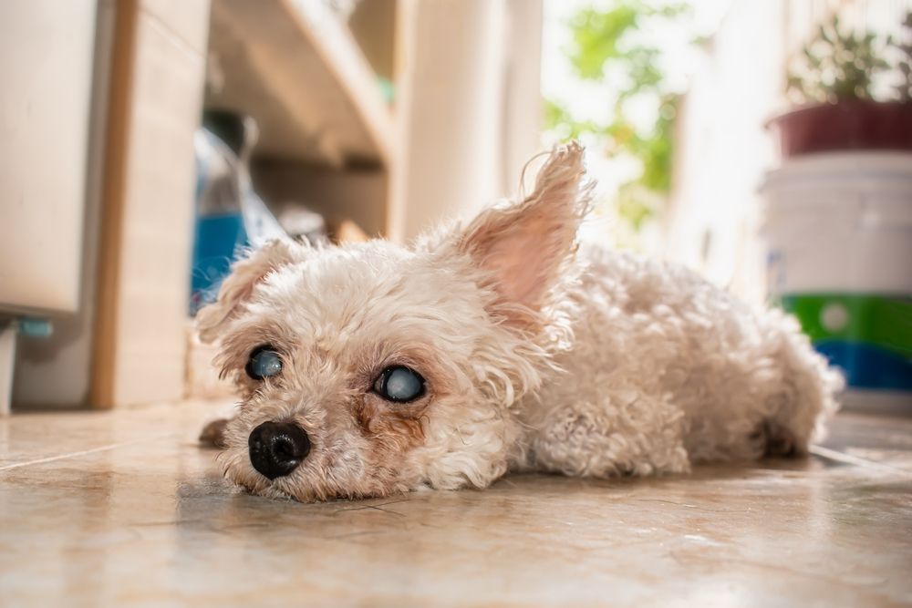 Close,Up,To,Tender,French,Poodle,Dog,,Senior,White,With