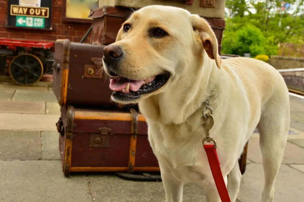 Requieren una cantidad considerable de actividad fisica