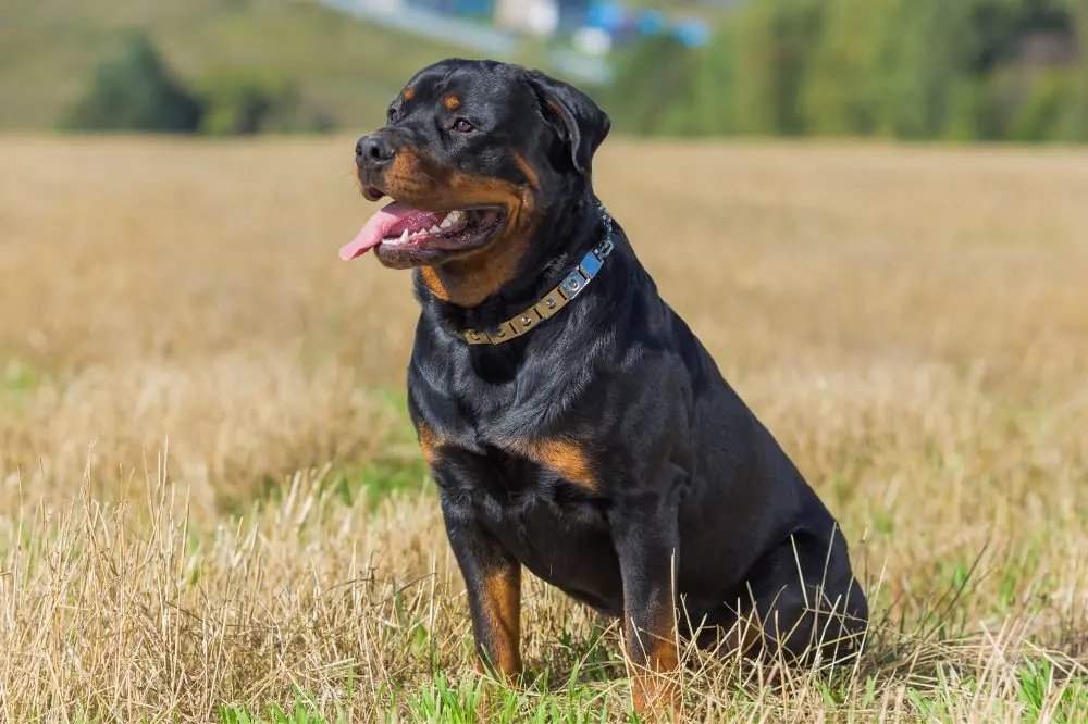 Rottweiler: origen, características y cuidados