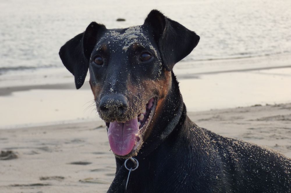 Se cuentan entre las razas caninas más astutas y hábiles