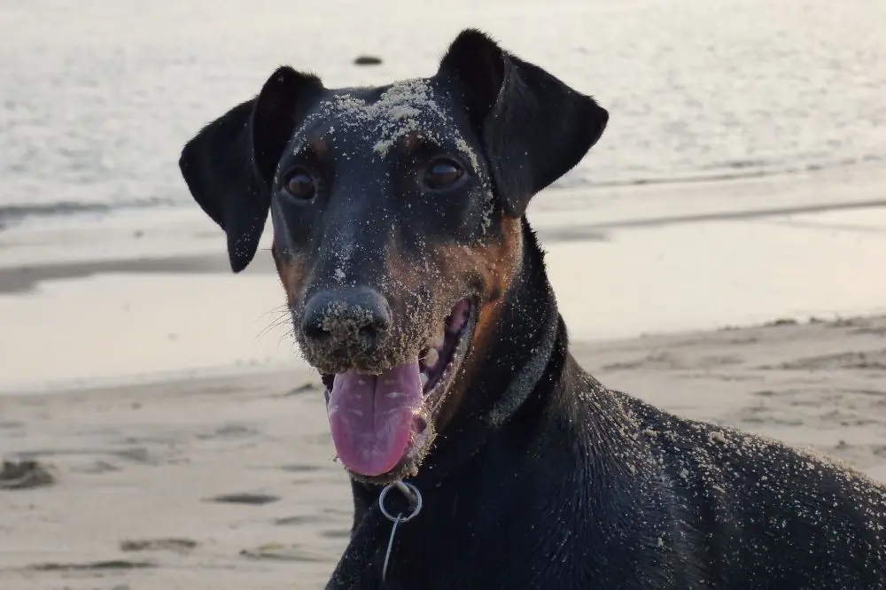 Se cuentan entre las razas caninas más astutas y hábiles