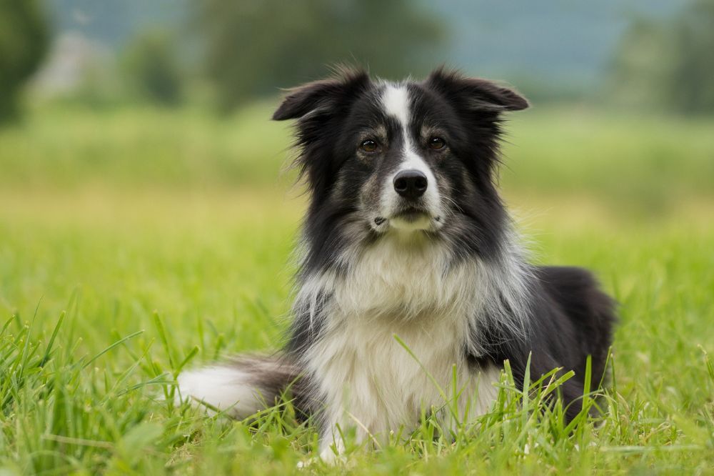 Se les conoce por su habilidad para ahuyentar gansos