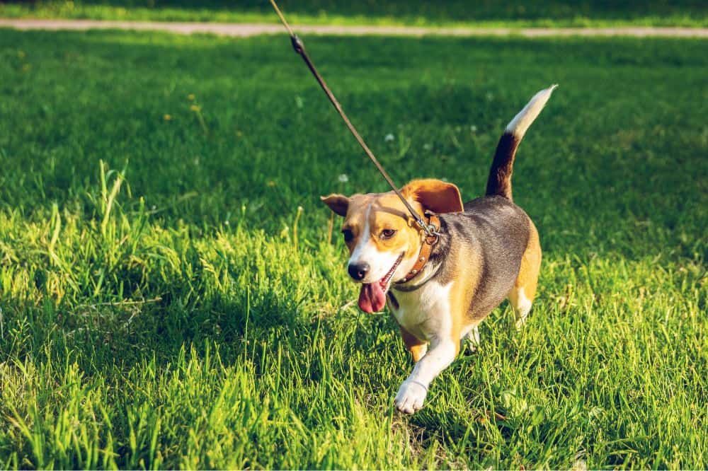 Son extremadamente afectuosos con los más pequeños