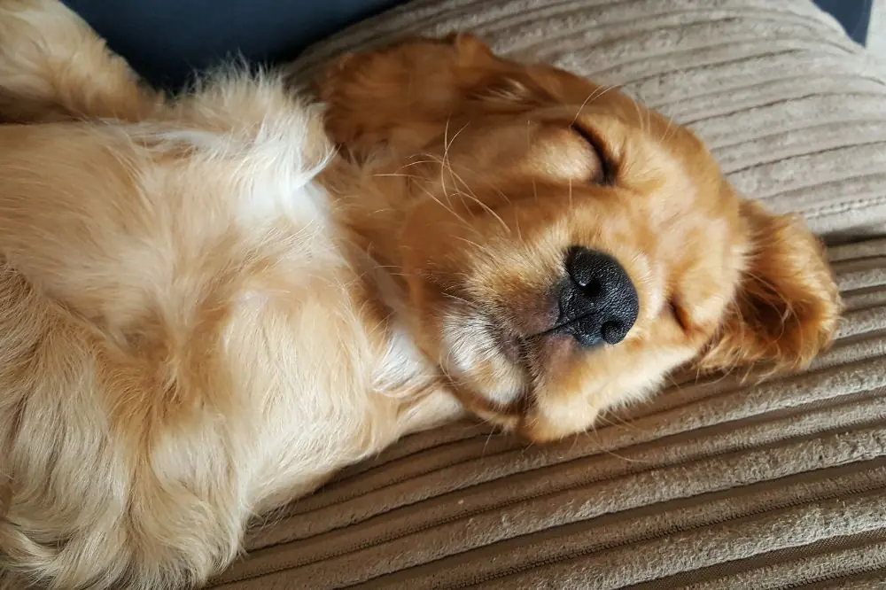 Son propensos a problemas de salud