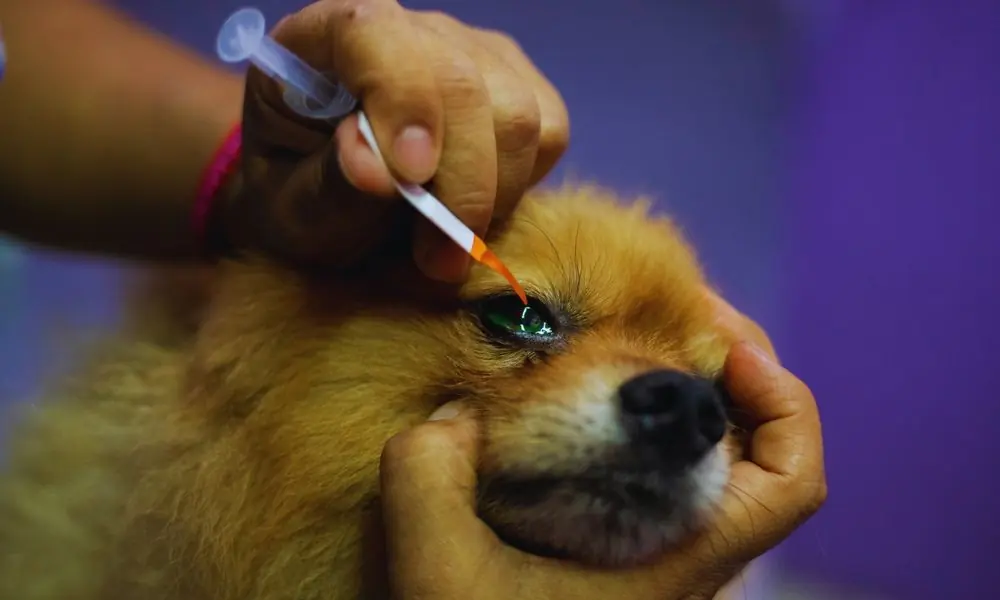 Dogs,Suffering,From,Eye,Diseases,,Dogs,Suffering,From,Cataracts,,Animals