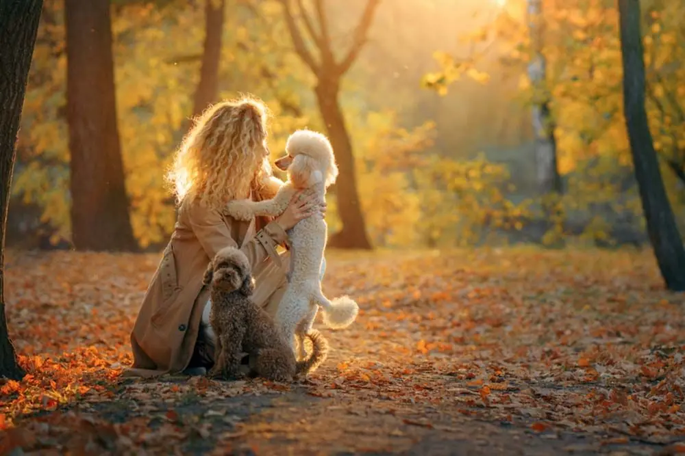 Tratti della Personalità barboncino