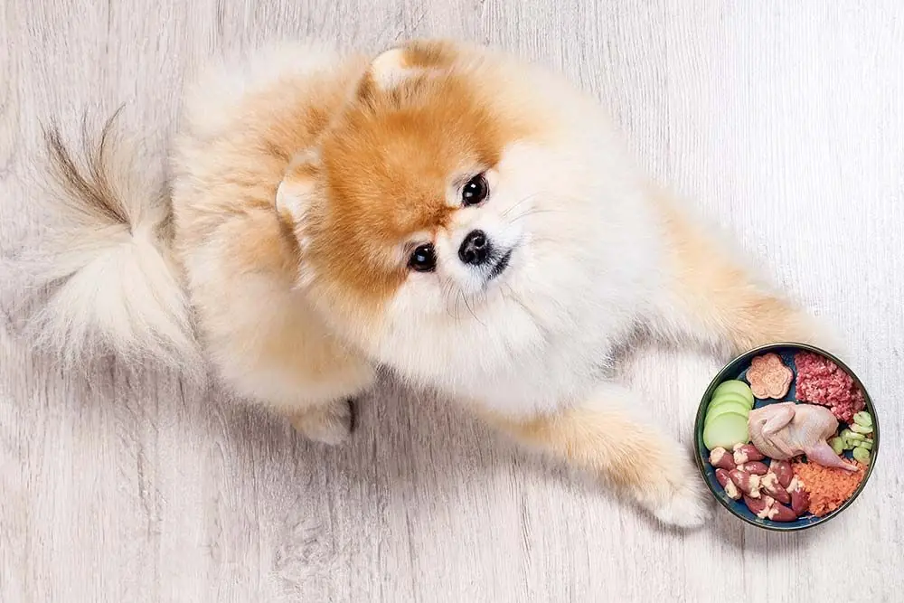 Vantaggi del cibo naturale della Pomerania