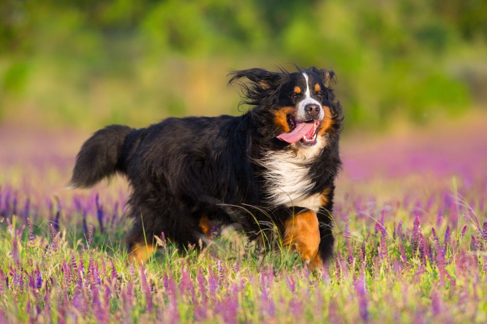 Vantaggi dell'alimentazione naturale per il Doyero bernese