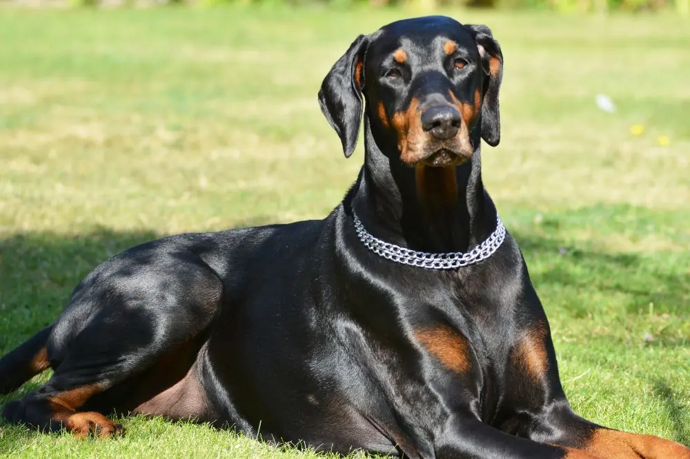 Ventajas de la alimentacion natural para el Doberman ()