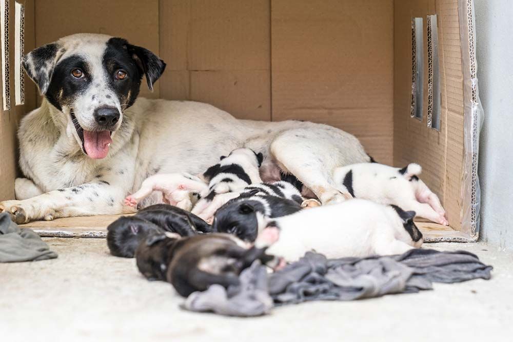 cane in allattamento