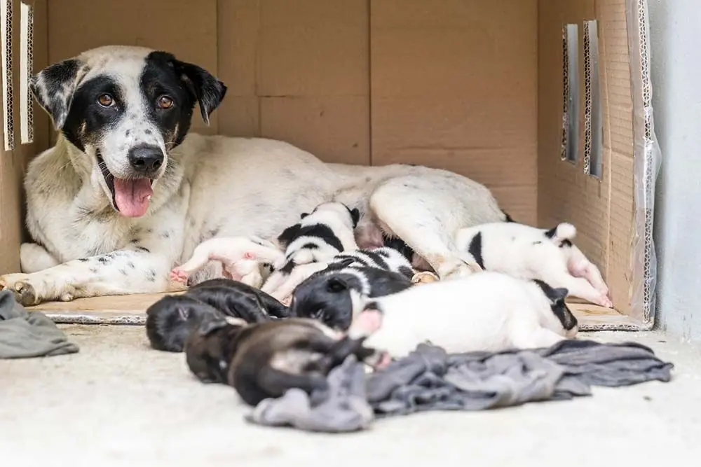 cane in allattamento