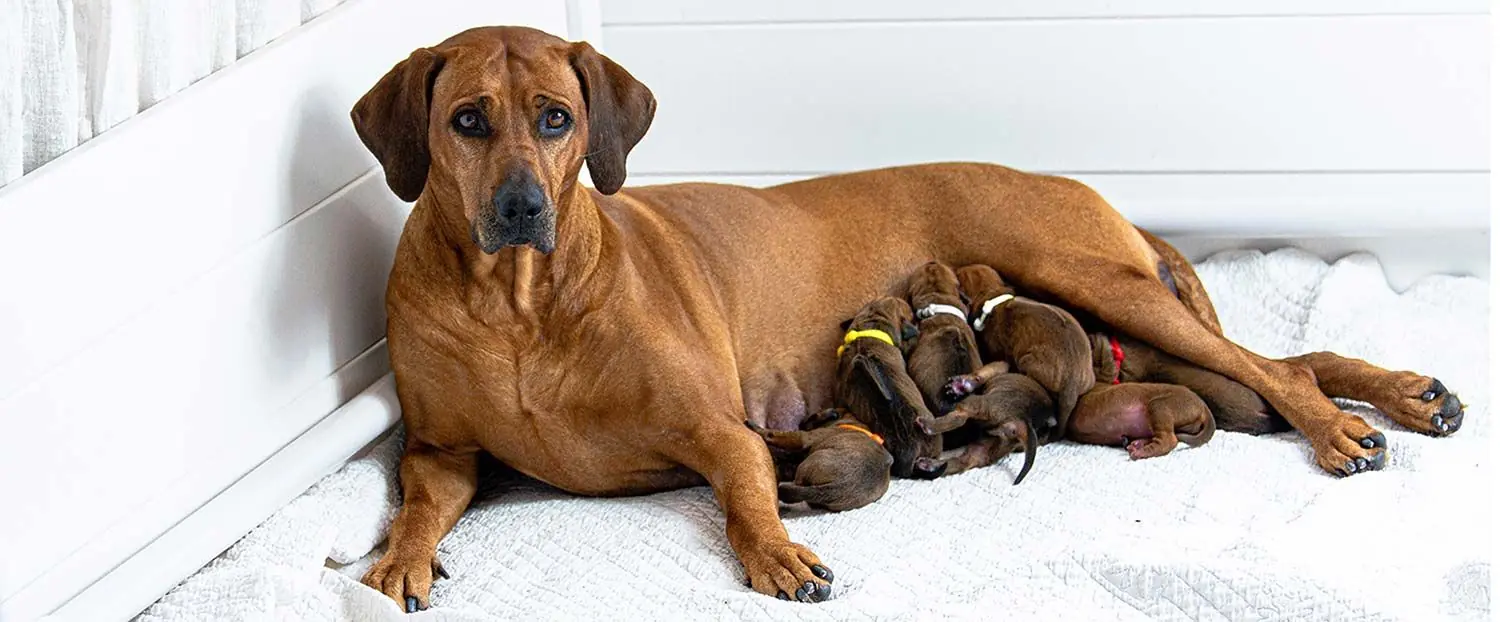 Guida alimentare per cani in fase di allattamento