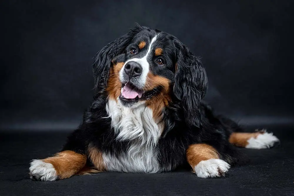 carattere Boyero de berna