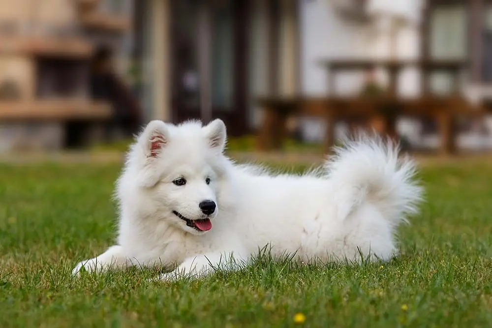 carattere Samoyedo