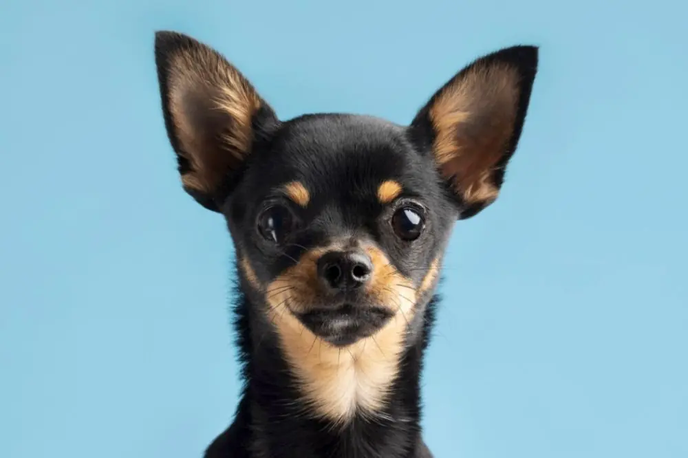 Chihuahua: origen, características y cuidados