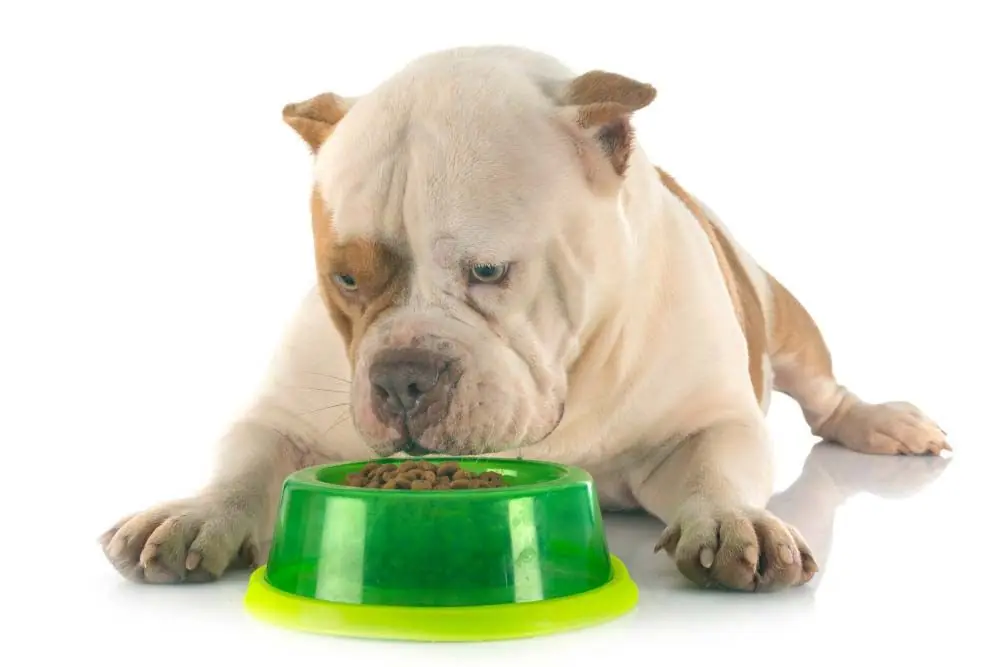 cibo per cani in gravidanza