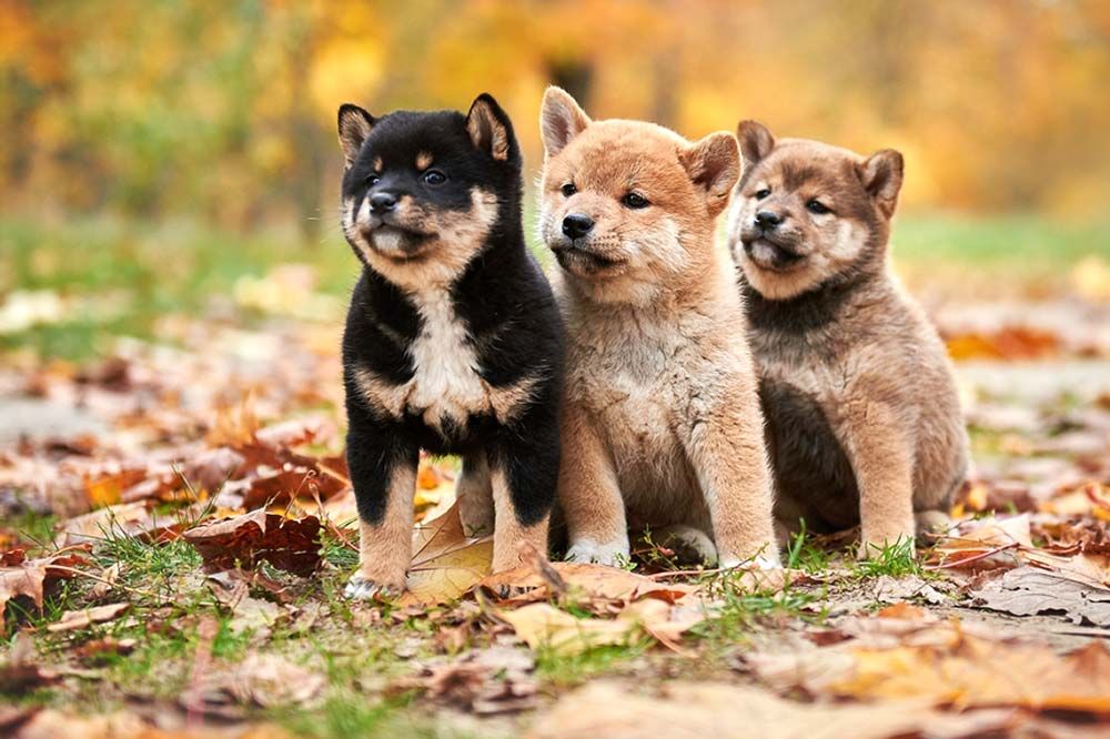 colori e pelo Shiba Inu