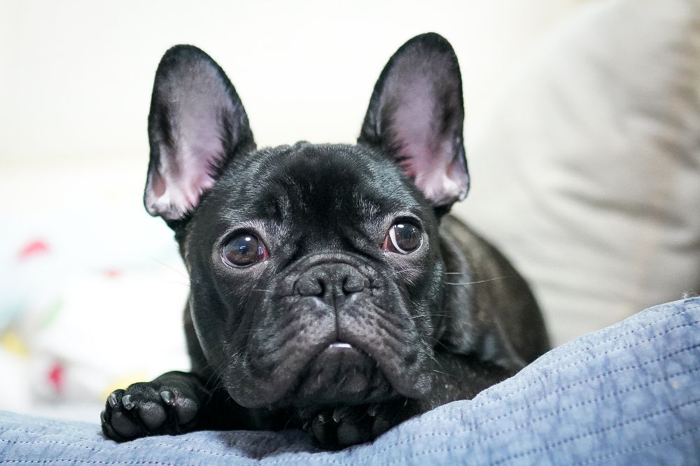 como manejar la tendencia del Bulldog Frances Negro a roncar