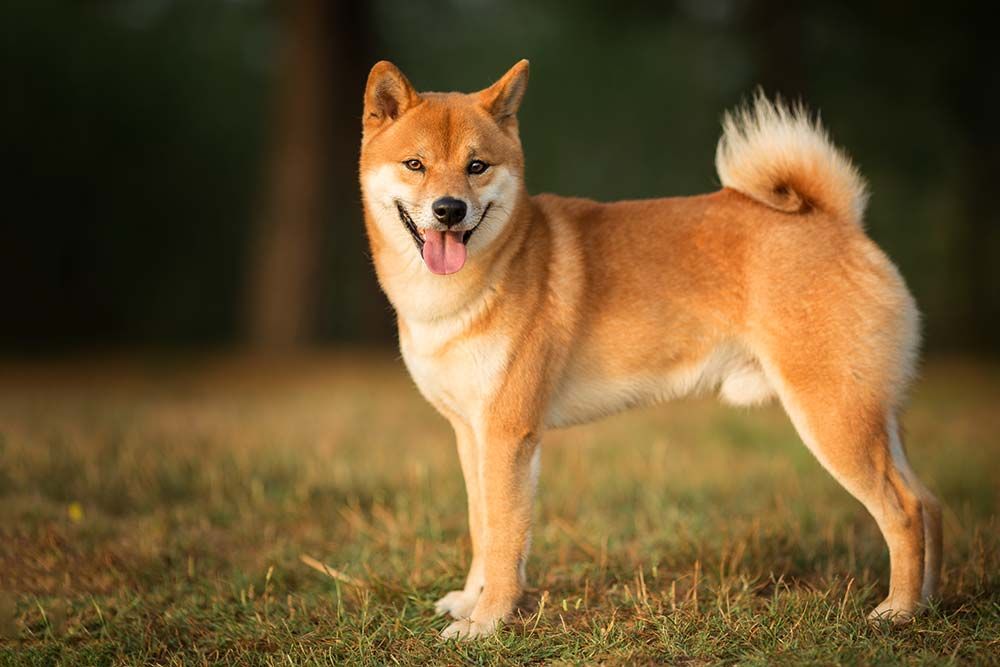 misure shiba inu
