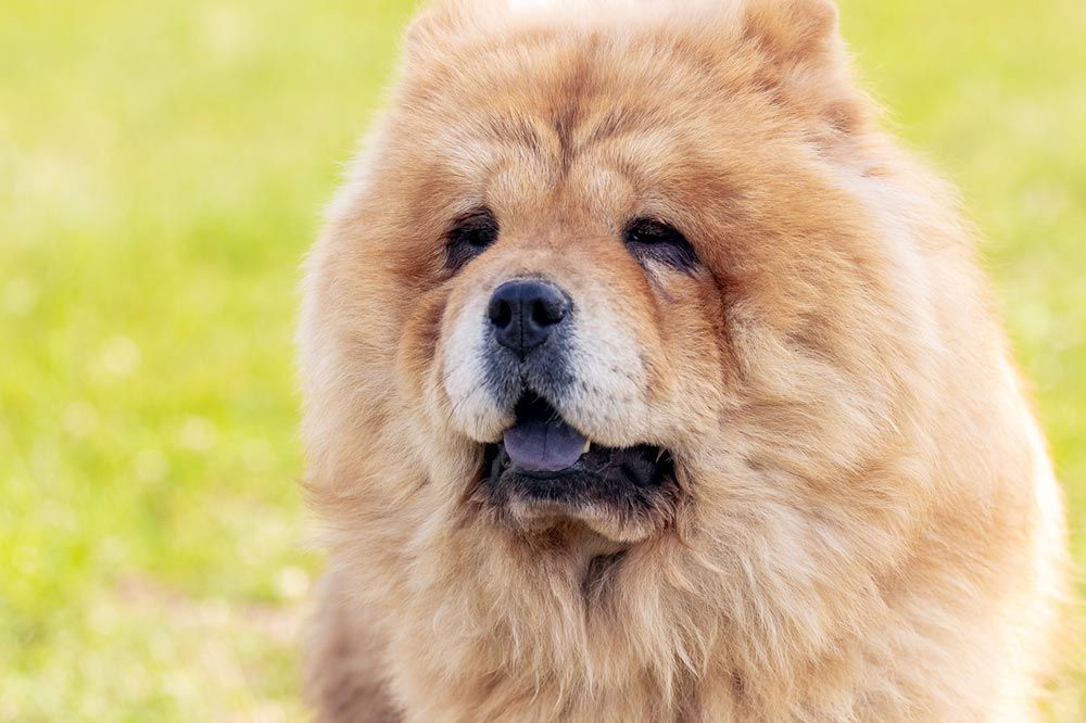 problemi del chow chow