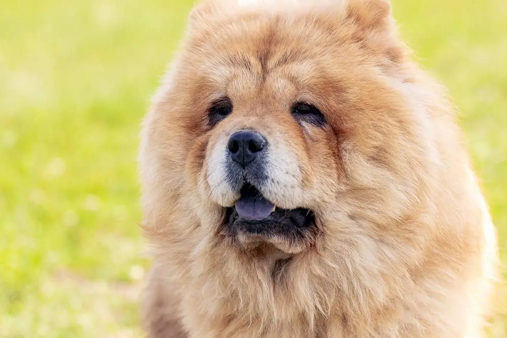 problemi del chow chow