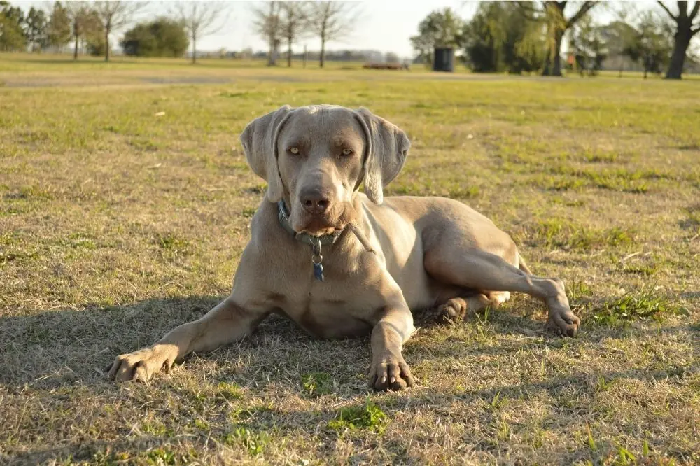 Guida all'alimentazione per cani di razza grande