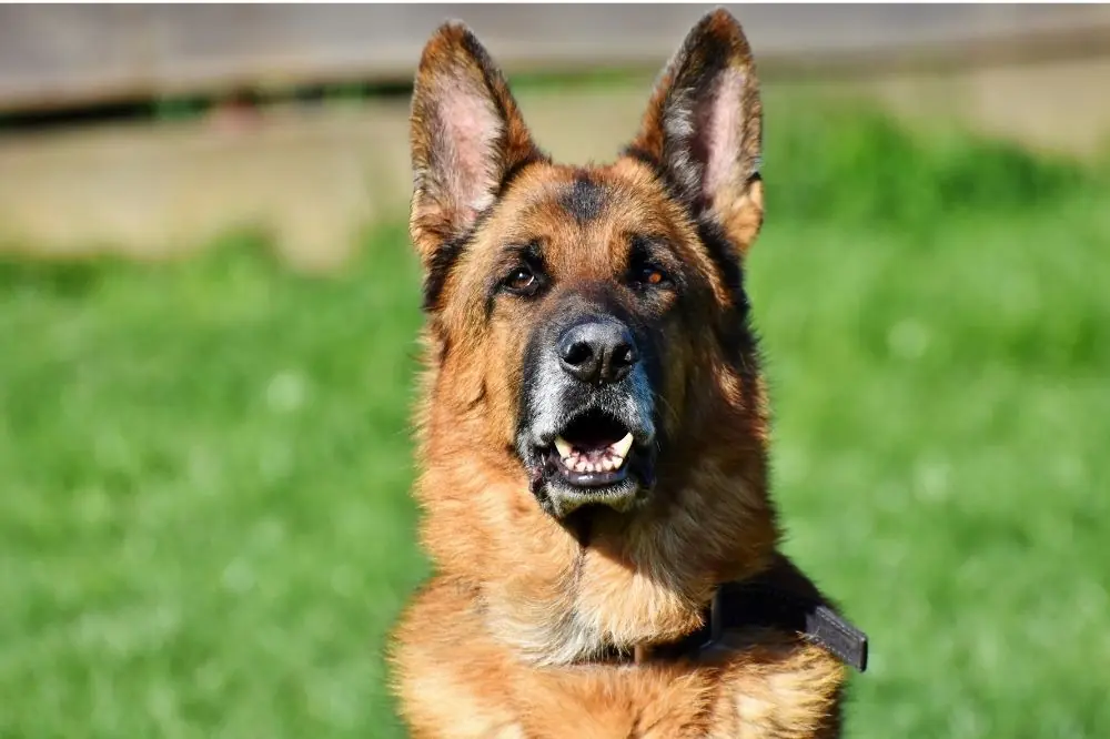 Guida all'alimentazione per cani di razza gigante