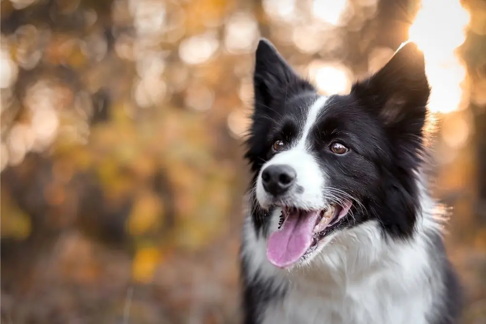 La migliore alimentazione per il Border Collie