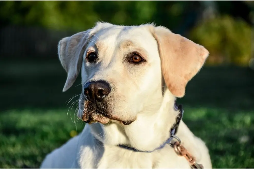La migliore alimentazione per il Labrador Retriever