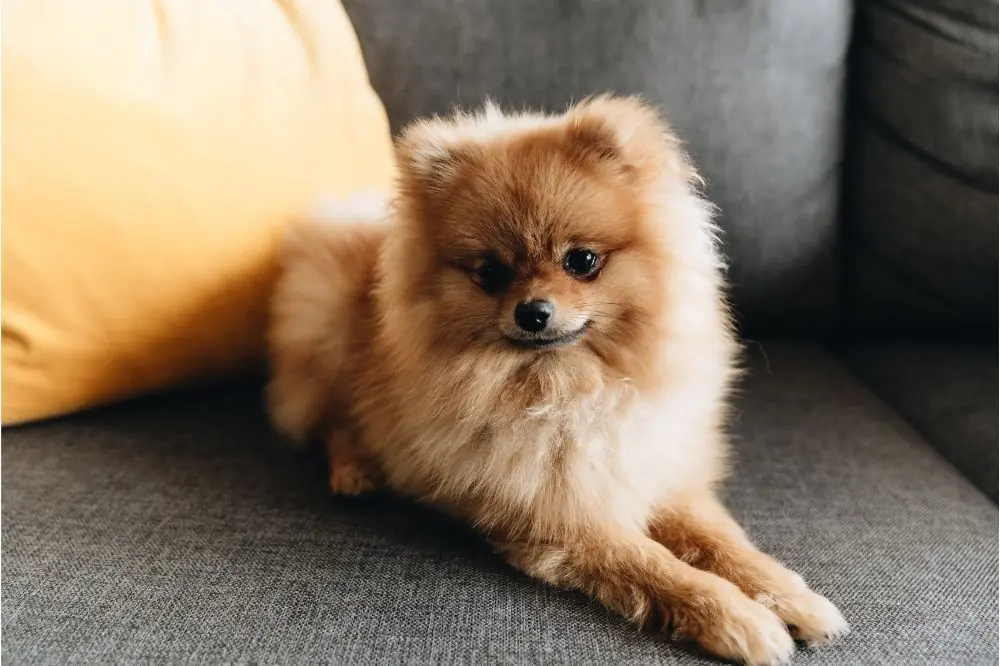 La migliore alimentazione per il Pomeranian