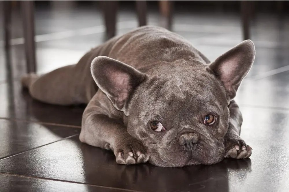 La migliore alimentazione per il Bulldog Francese