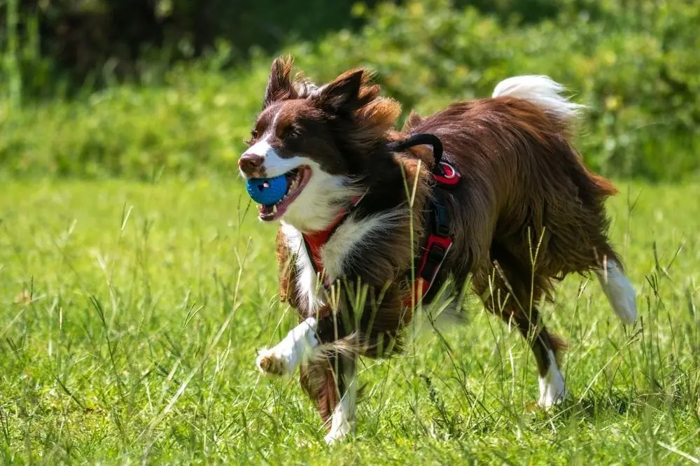 Guida all'alimentazione per cani di taglia media