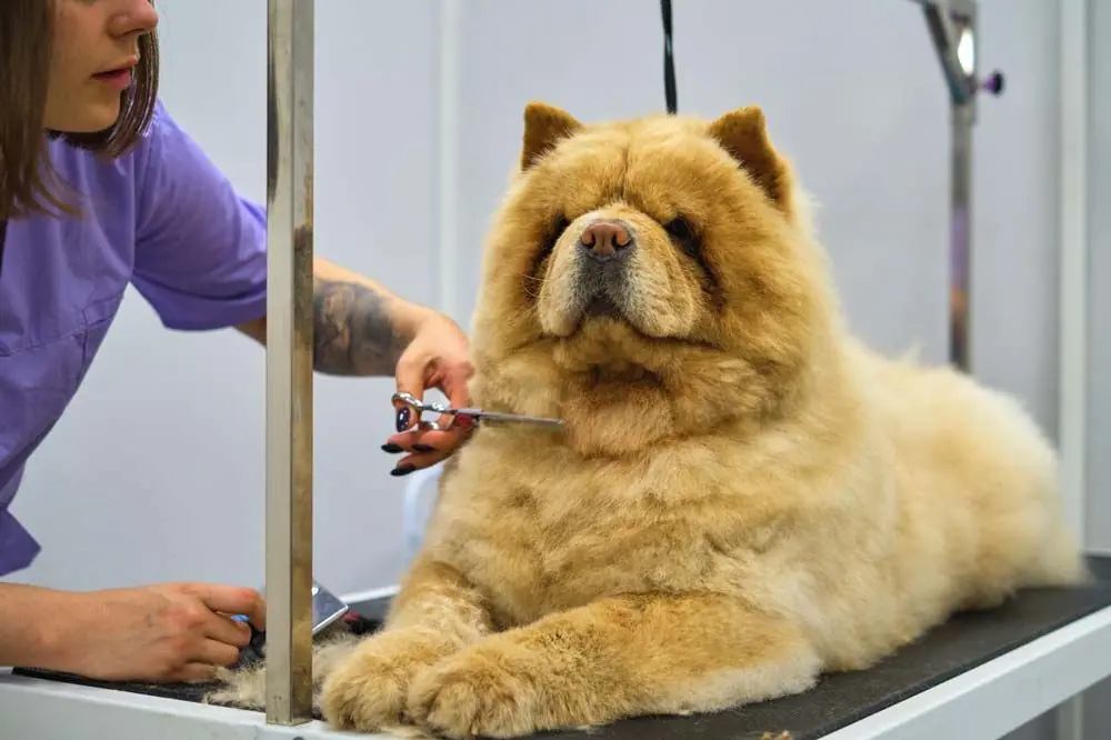spazzolatura chow chow