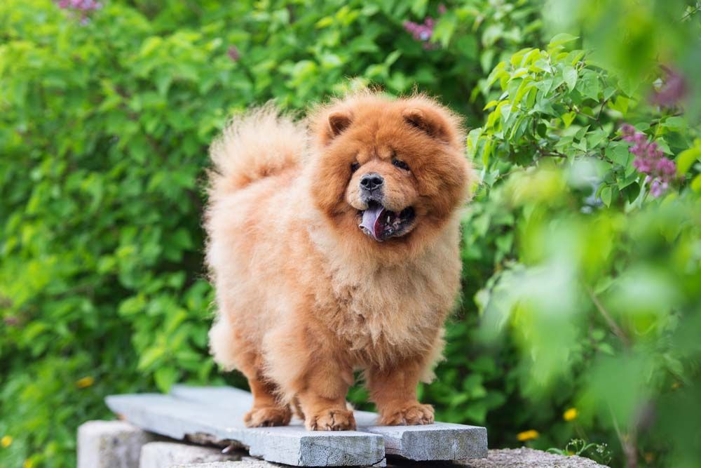temperamento chow chow