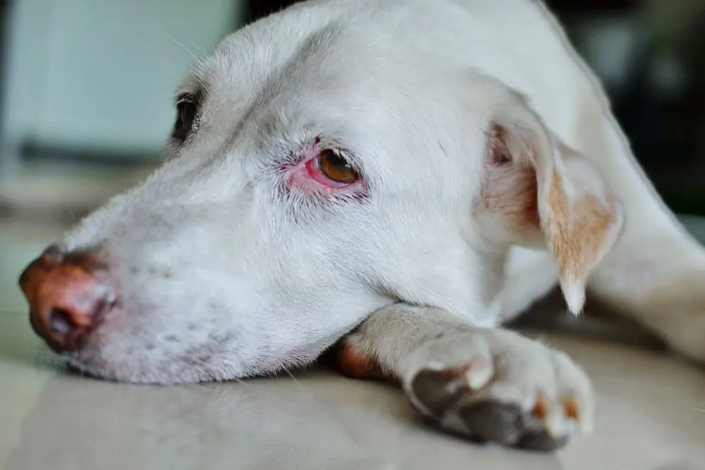 Todo lo que necesitas saber sobre la queratitis en perros: causas, síntomas y tratamientos