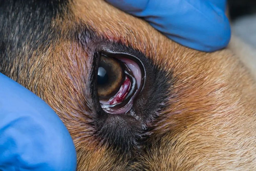 Abordando el prolapso de la glándula lacrimal del tercer párpado en perros: Diagnóstico y cuidados