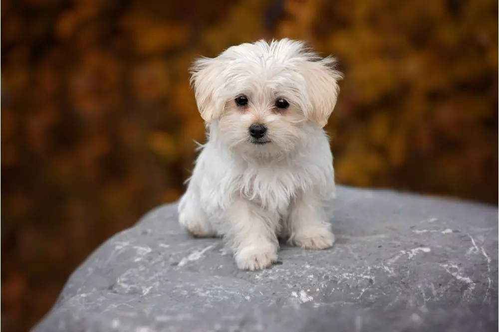 Bichon Maltese: caratteristiche, cure, alimentazione e carattere