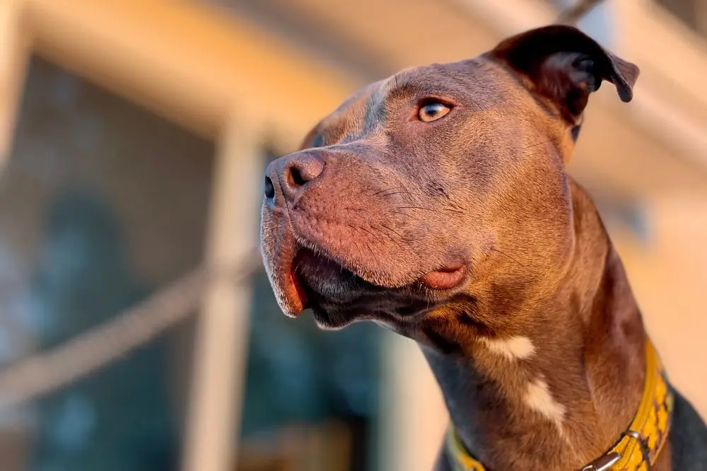 La migliore alimentazione per l'American Pit Bull Terrier