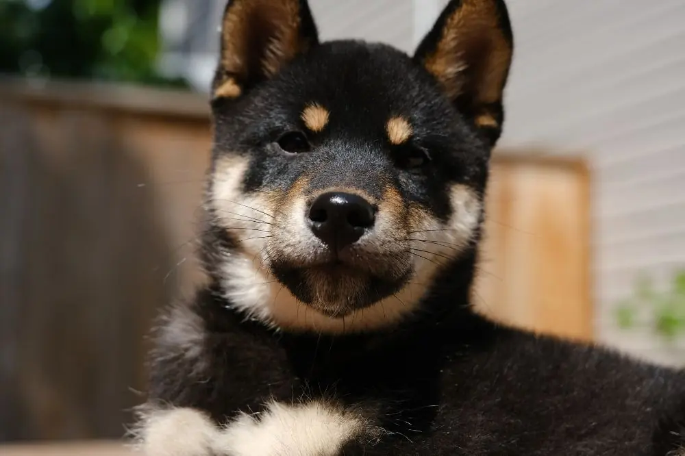 Guía sobre el cachorro de Shiba Inu: socialización, cuidados y alimentación