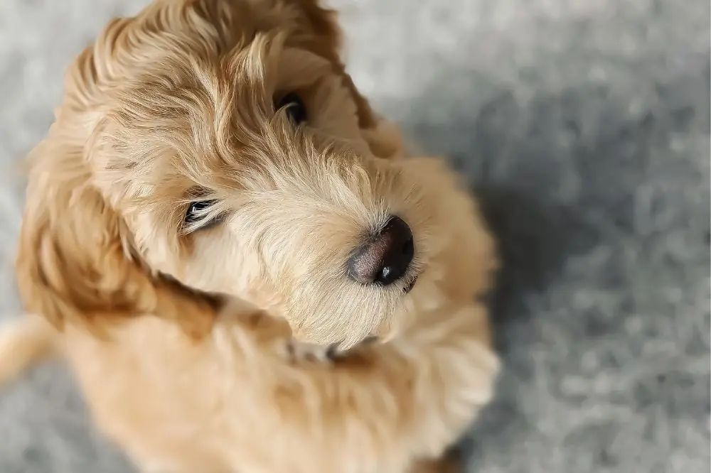 Migliore alimentazione per il Goldendoodle: guida completa a una dieta sana
