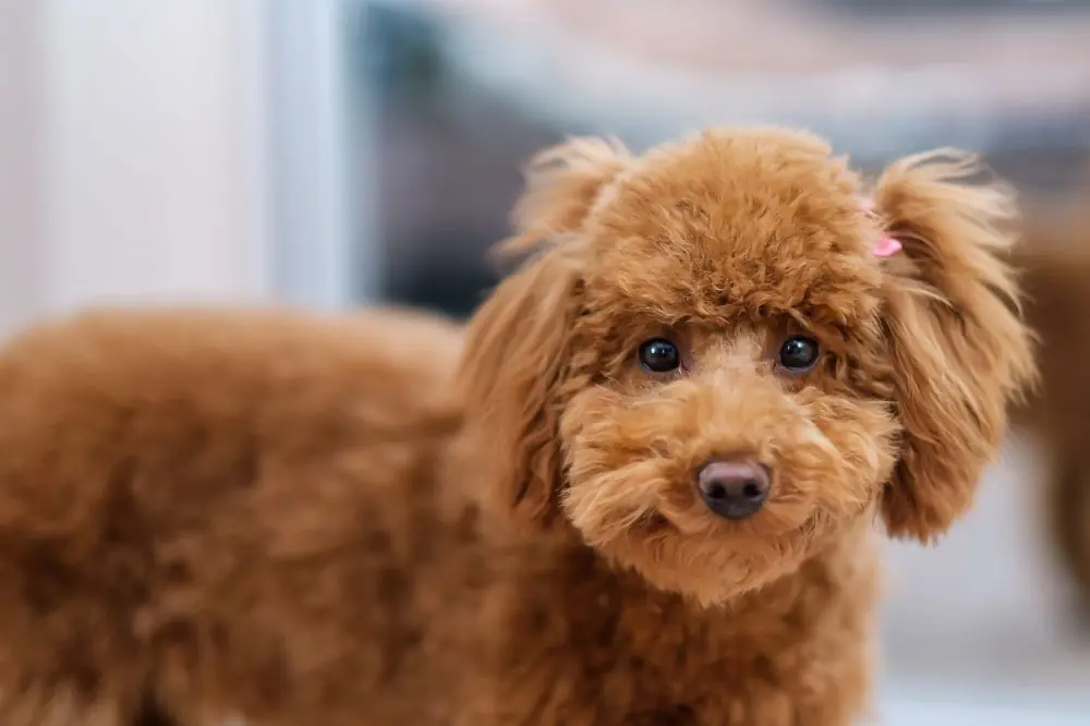 curiosidades sobre los caniches que tal vez desconocías