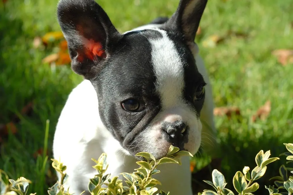 Guía sobre el cachorro de Bulldog Francés: socialización, cuidados y alimentación