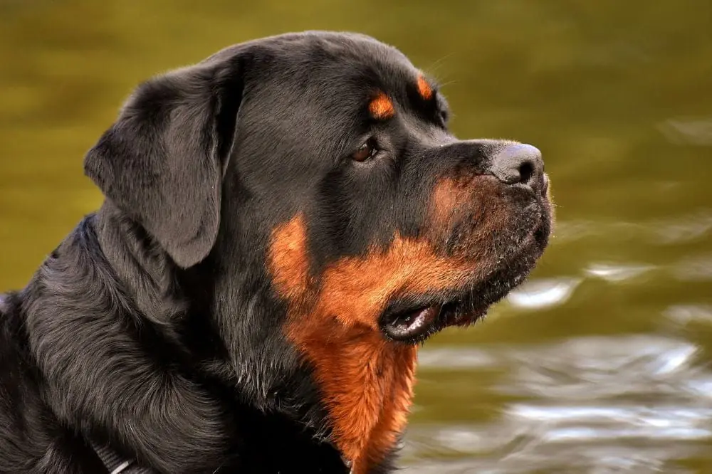 Migliore alimentazione per il Rottweiler: guida completa a una dieta sana e naturale