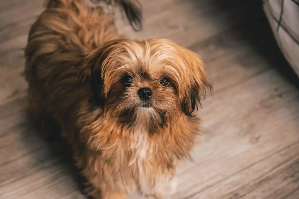 Shih Tzu: caratteristiche, temperamento e cure