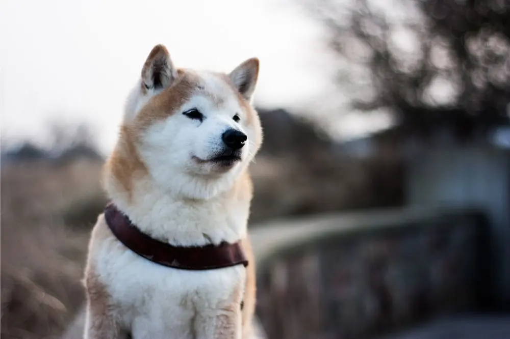 Shiba Inu: Scopri di più su questa razza canina
